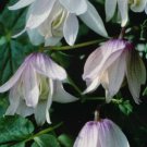 Wonderful Alpina Pink Flamingo Beautiful Flower Garden Plant