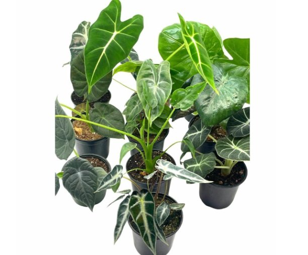 Wonderful Alocasia Assortment Set 10 different Garden Plant