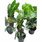 Wonderful Alocasia Assortment Set 10 different Garden Plant