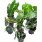 Wonderful Alocasia Assortment Set 10 different Garden Plant