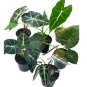 Wonderful Alocasia Assortment Set 6 different Garden Plant