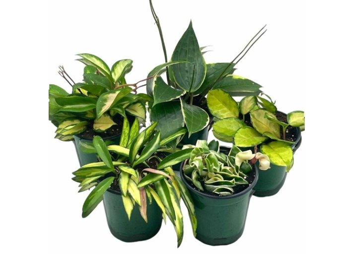 Wonderful Variegated Hoya Assortment Set Garden Plant