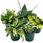 Wonderful Variegated Hoya Assortment Set Garden Plant