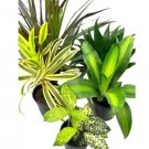Wonderful Dracaena Variety Assortment 5 Different Dragon Tree Garden Plant