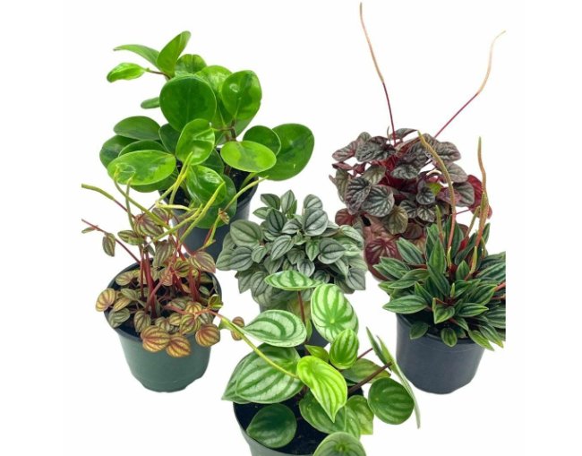 Wonderful Peperomia Assortment Set Watermelon marble ripple Garden Plant