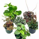 Wonderful Peperomia Assortment Set Watermelon marble ripple Garden Plant