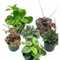 Wonderful Peperomia Assortment Set Watermelon marble ripple Garden Plant
