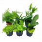 Wonderful Fern Assortment Set Staghorn Asparagus Club moss heart fern Garden Plant