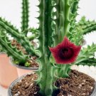 Wonderful Huernia Stapelia Variety Pack Starfish Lifesaver Cactus Red Drago Garden Plant