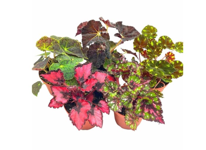 Wonderful Begonia Rex Assortment Warm Colorful Summer Garden Plant
