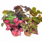 Wonderful Begonia Rex Assortment Warm Colorful Summer Garden Plant