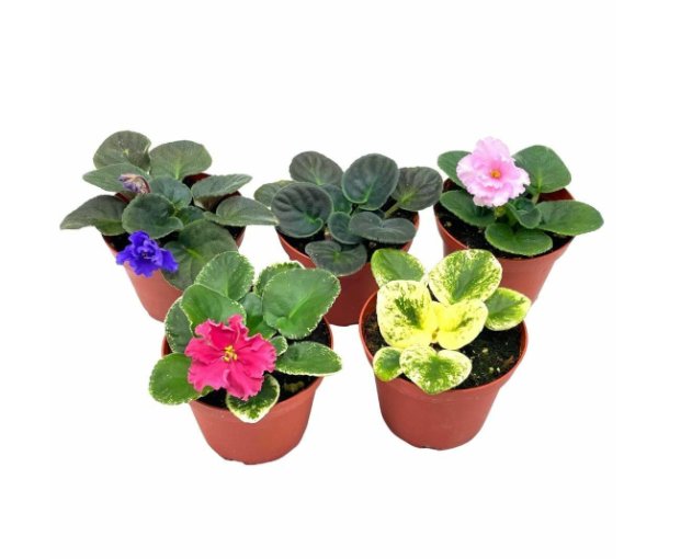 Wonderful African Violet Assortment Set 5 Different Garden Plant