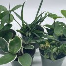Wonderful Hoya Assortment Set Garden Plant