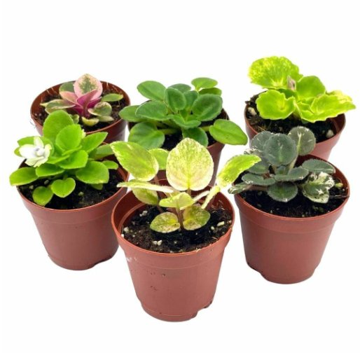 Wonderful African Violet Assortment Set 6 Different Garden Plant