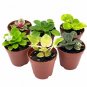 Wonderful African Violet Assortment Set 6 Different Garden Plant