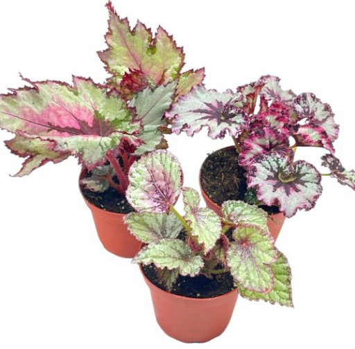 Wonderful Begonia Rex Assortment Cold Pastel Winter Garden Plant