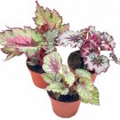Wonderful Begonia Rex Assortment Cold Pastel Winter Garden Plant