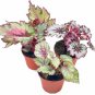 Wonderful Begonia Rex Assortment Cold Pastel Winter Garden Plant