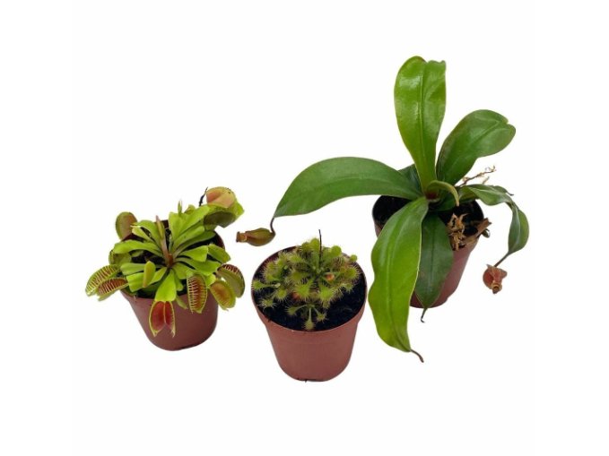Wonderful Carnivorous Set Venus Fly Trap Assortment Garden Plant