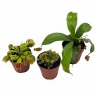 Wonderful Carnivorous Set Venus Fly Trap Assortment Garden Plant