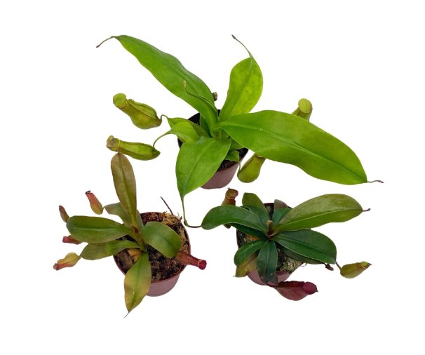 Wonderful Winged Pitcher Carnivorous Set Garden Plant