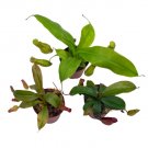 Wonderful Winged Pitcher Carnivorous Set Garden Plant