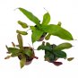 Wonderful Winged Pitcher Carnivorous Set Garden Plant