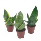 Wonderful Sansevieria Trifasciata Dwarf Rosette Shaped Variety Bundle Garden Plant