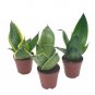 Wonderful Sansevieria Trifasciata Dwarf Rosette Shaped Variety Bundle Garden Plant