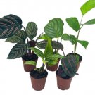 Wonderful Calathea Assortment Set 5 different Prayer Garden Plant