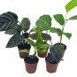 Wonderful Calathea Assortment Set 5 different Prayer Garden Plant