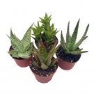 Wonderful Aloe vera variety set Assortment Garden Plant