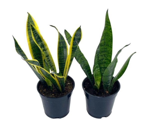 Wonderful Dracaena trifasciata Snake Variety Bundle Garden Plant
