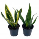 Wonderful Dracaena trifasciata Snake Variety Bundle Garden Plant