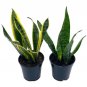 Wonderful Dracaena trifasciata Snake Variety Bundle Garden Plant