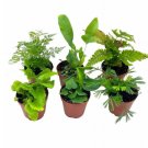 Wonderful Fern Variety Assortment 6 different Garden Plant