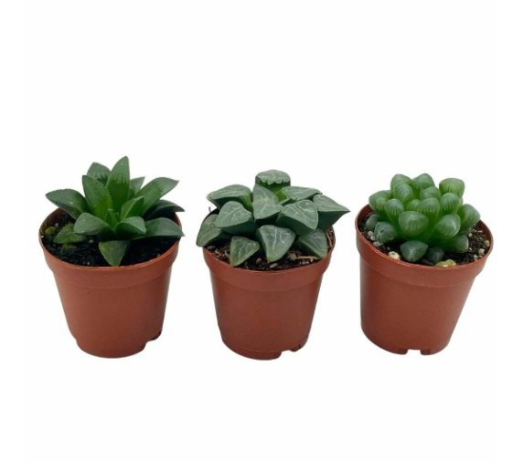 Wonderful Rare Haworthia Assortment Cooperi Bayeri Retusa Garden Plant