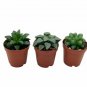 Wonderful Rare Haworthia Assortment Cooperi Bayeri Retusa Garden Plant