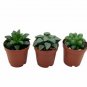 Wonderful Rare Haworthia Assortment Cooperi Bayeri Retusa Garden Plant