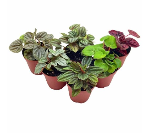 Wonderful Peperomia Assortment Foliage set Garden Plant