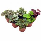 Wonderful Peperomia Assortment Foliage set Garden Plant
