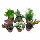 Wonderful Premium Foliage Assortment Colorful Fern set Indoor Garden Plant