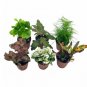 Wonderful Premium Foliage Assortment Colorful Fern set Indoor Garden Plant