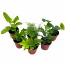 Wonderful Fern Assortment Foliage set Garden Plant