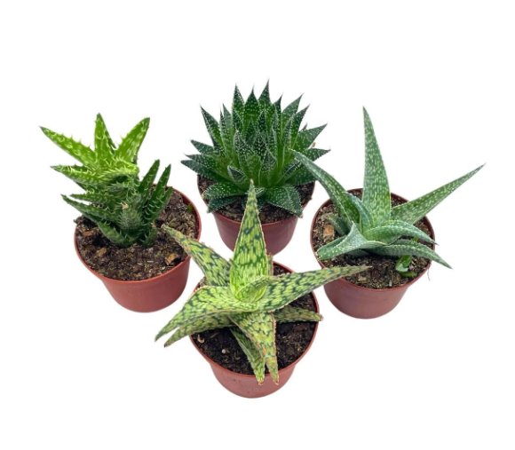 Wonderful Aloe Variety Assortment 4 different Succulents Garden Plant