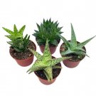 Wonderful Aloe Variety Assortment 4 different Succulents Garden Plant