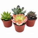 Wonderful Echeveria Succulent Assortment Garden Plant
