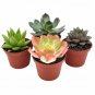 Wonderful Echeveria Succulent Assortment Garden Plant