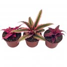 Wonderful Cryptanthus bivittatus Assortment Earth Star Bromeliad Set Garden Plant
