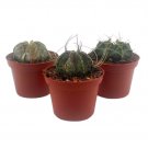 Wonderful Rare Gymnocalycium Moon Cactus Assortment Garden Plant